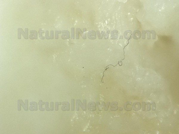 More Chicken Mcnugget ‘strange Fiber Photos Released By Natural News Forensic Food Labs