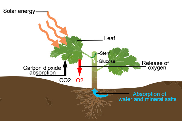 The REAL SCIENCE Behind Carbon Dioxide Plants Use CO2 To Create CBD 