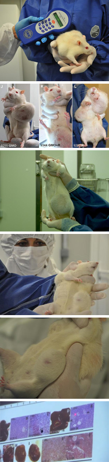 [Bild: Rat-Tumor-Monsanto-GMO-Cancer-Study-225-v1.jpg]