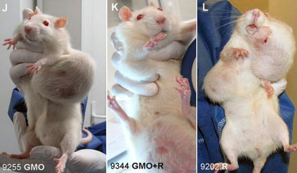 [Bild: Rat-Tumor-Monsanto-GMO-Cancer-Study-3-Wide.jpg]