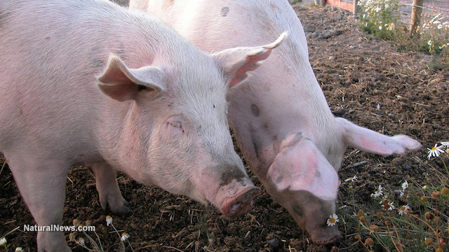 Biotech firm aims to bring lab-grown pork to market in five years ...