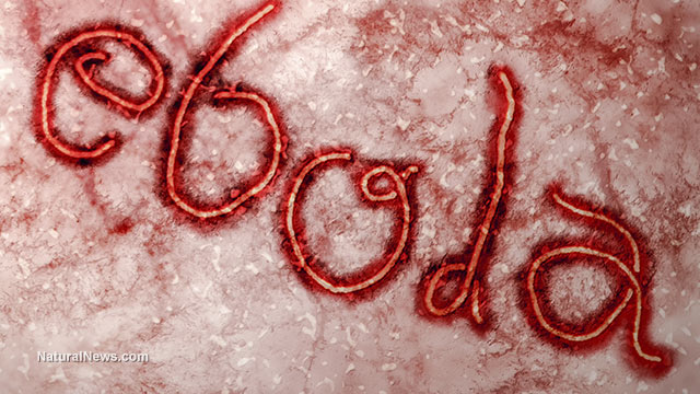Ebola transmission