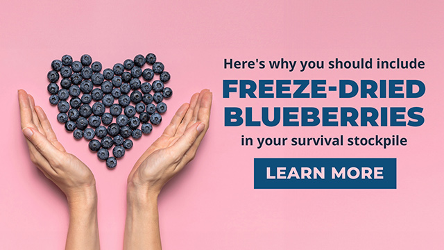 Freeze-Dried Blueberries