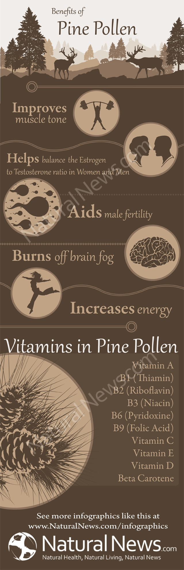 Benefits Of Pine Pollen 0934