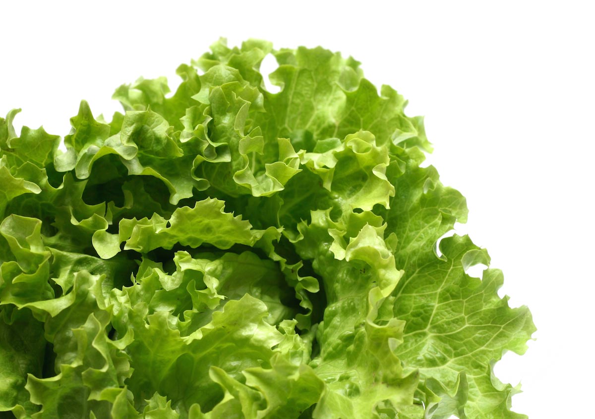 Lettuce-Leaves-Plant-Vegetable-On-White