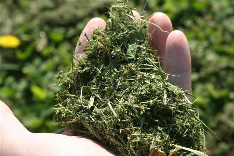 grass-clippings-fertilizer