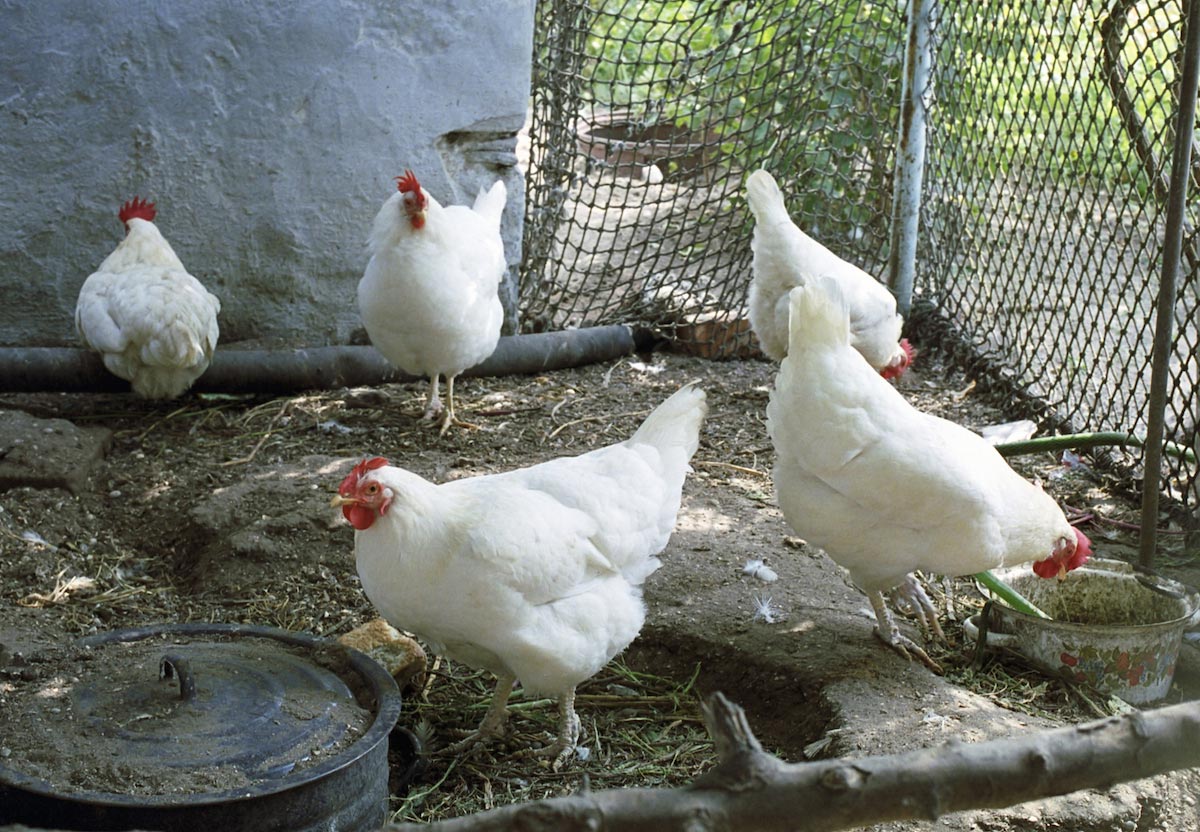 White-Chickens-Coop-Farm