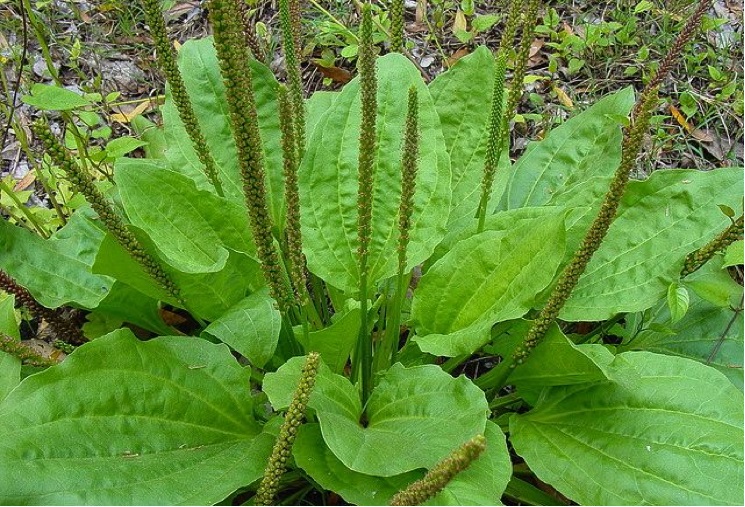 plantain-health-weed