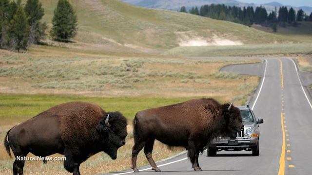 Image: Baby bison euthanized after clueless tourists separated calf from herd and put him into their vehicle because they thought it was ‘too cold’ outside