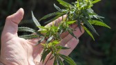 Marijuana-Plant-Leaves-Hand