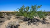 Creosote-Bush-Mojave-Desert