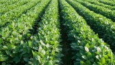 Soybean-Crop-Rows-Farm