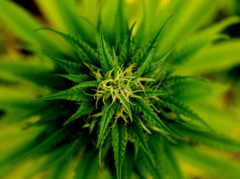 Image: Grow medicine at home: invest in your very own marijuana plant