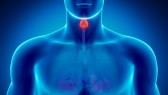 Man-Thyroid-Throat-Body-Model