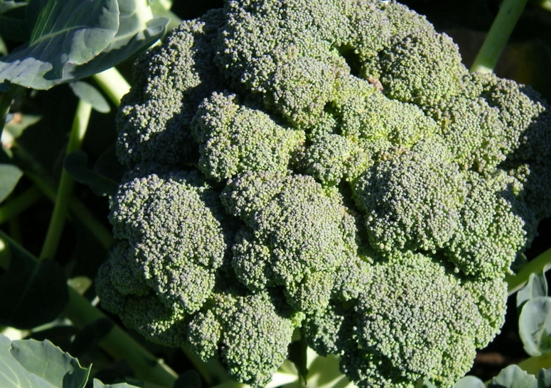 Image: Compound found in broccoli, cabbage and avocado could slow down aging
