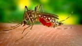 Blood-Sucking-Mosquitoe