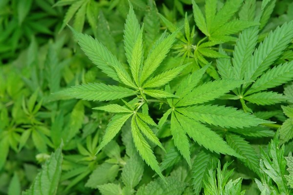 Image: Marijuana WINS BIG in 2016: Three states legalize recreational weed