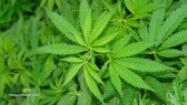 Cannabis-Drug-Marijuana-Plant