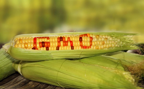 Image: State and local GMO bans declared legal in Pacific Northwest