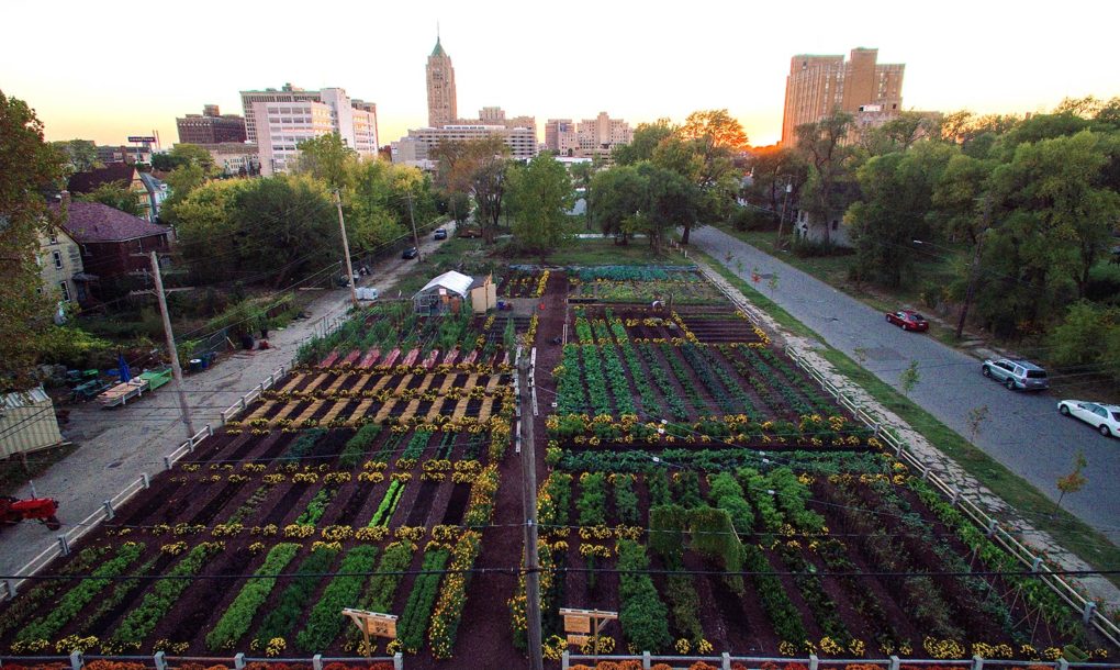 Image: New sustainable agriculture development in Detroit feeds 2,000 households for free