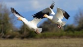 Snow-Geese-In-Flight