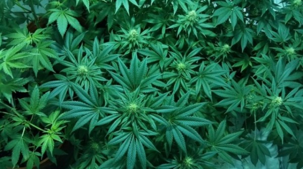 Image: High-tech marijuana: Israel’s greenhouses are computer-controlled and password protected