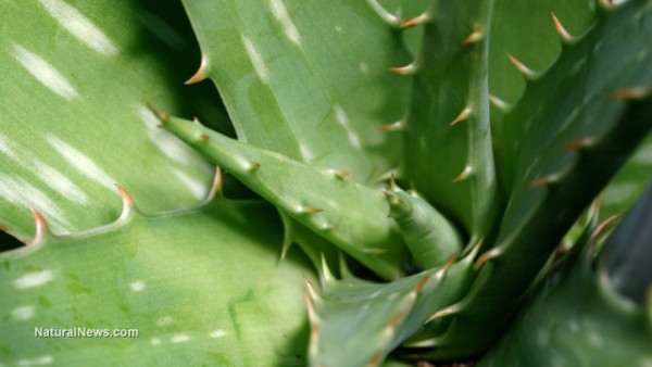Image: Scam: No trace of Aloe Vera found in products at Walmart, CVS