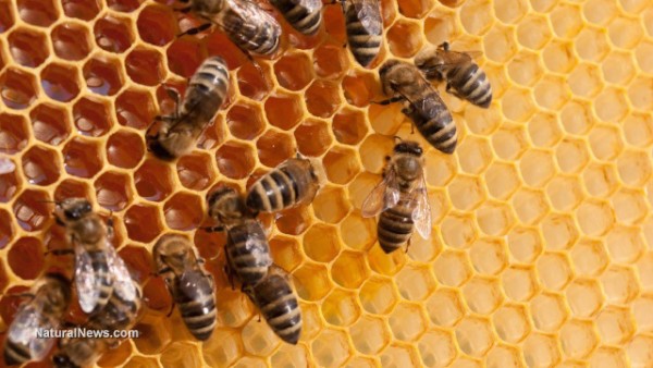 Image: Study links aluminum from geoengineering to accelerating decline in bee populations