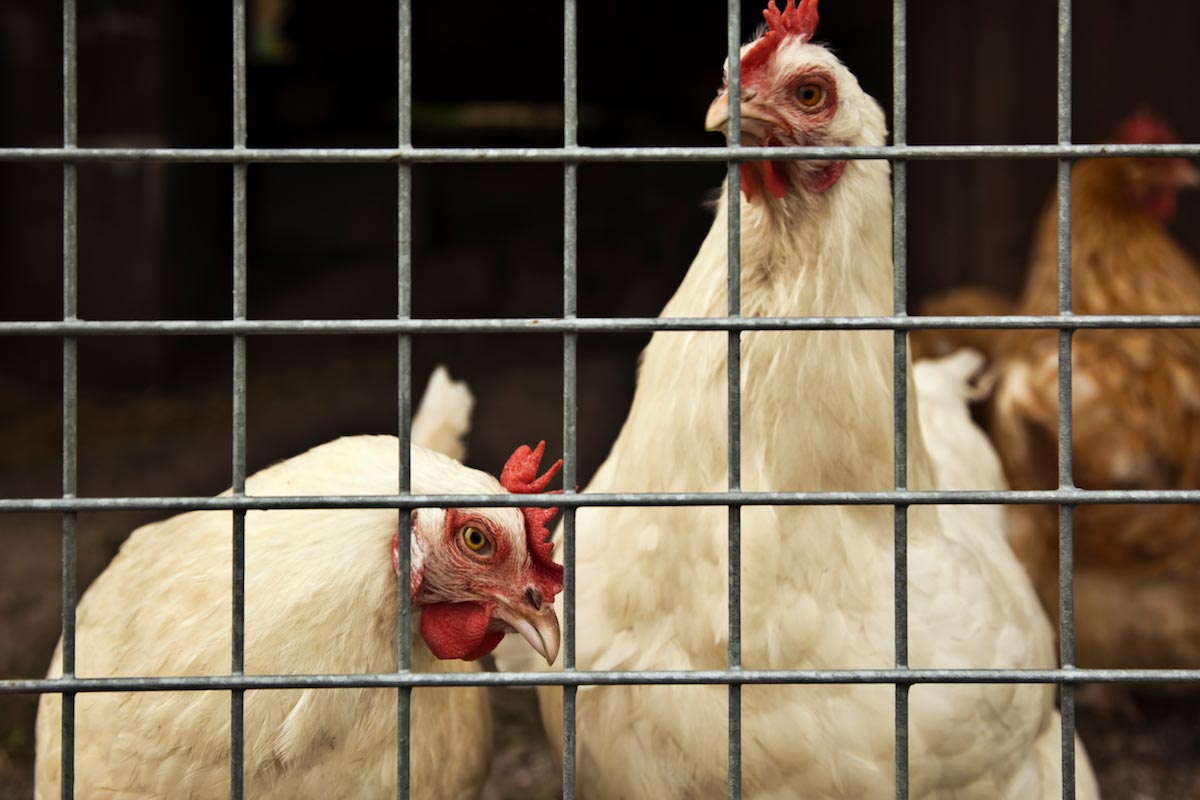 Image: Pandemic? Bird flu found at multiple poultry farms in Alabama