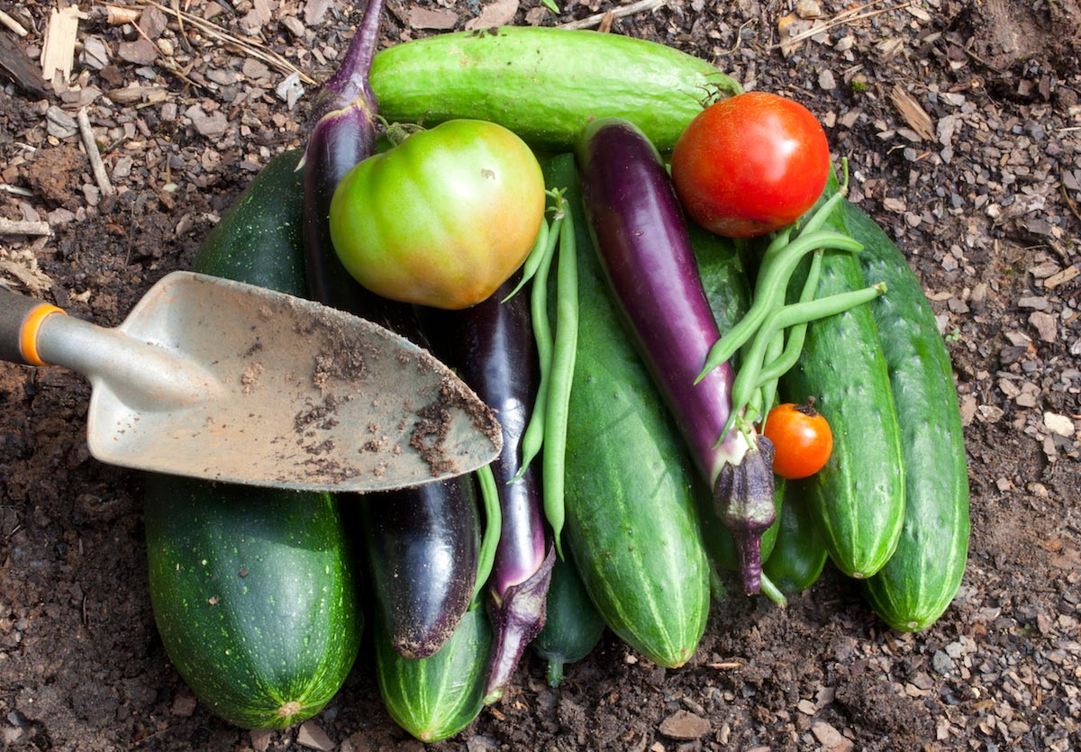 Image: Easy cukes: How to grow cucumbers for summer