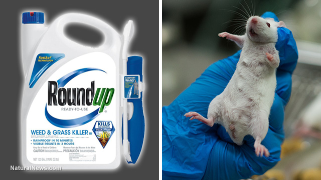 Image: Monsanto back in court over misleading Roundup ads
