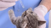 veterinarian dripping drops to the kitten eye in clinic