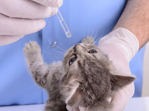 Image: NYC cats infected by rare bird flu