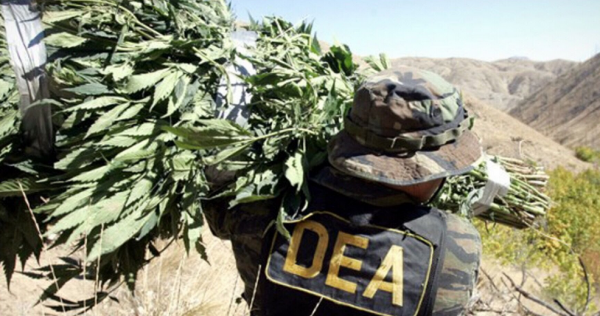 Image: Former DEA chief propagandist says the agency knows marijuana is safe … but it’s the agency’s “cash cow” for more funding