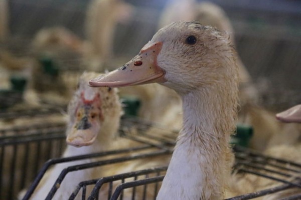Image: Bird flu fears force France to slaughter all ducks in major poultry producing region