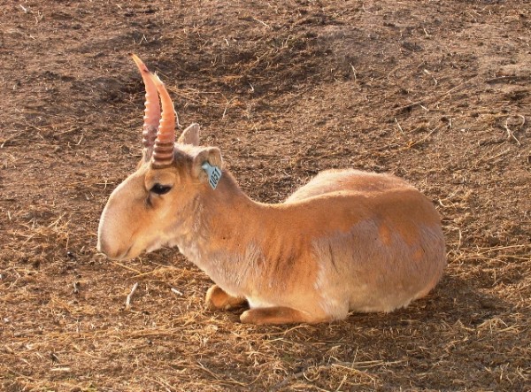 Image: Collapse: Deadly virus kills 2,500 endangered antelope in mass die-off