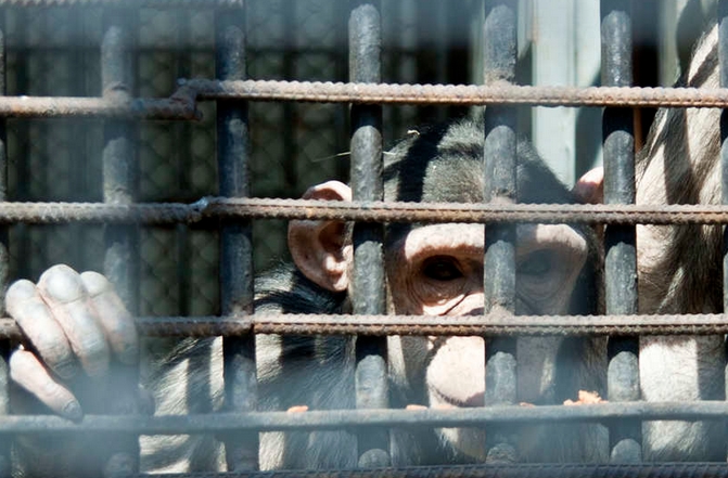 Image: Even chimpanzees want to be free: Scientists stunned as chimps murder their own tyrannical leader (then eat him)