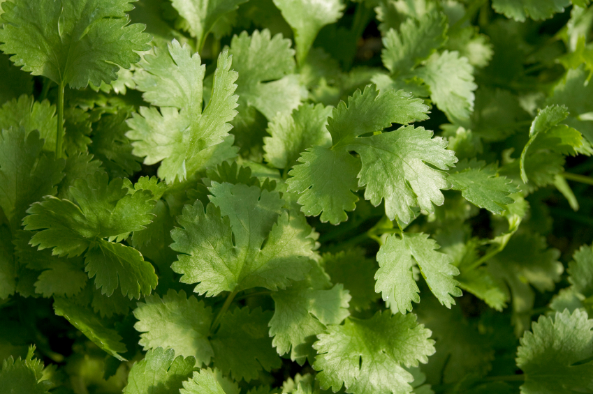 Image: How to grow an endless supply of cilantro from your home