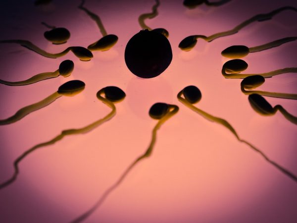 Image: NASA starts space study to see if sperm can still function in weightless environments