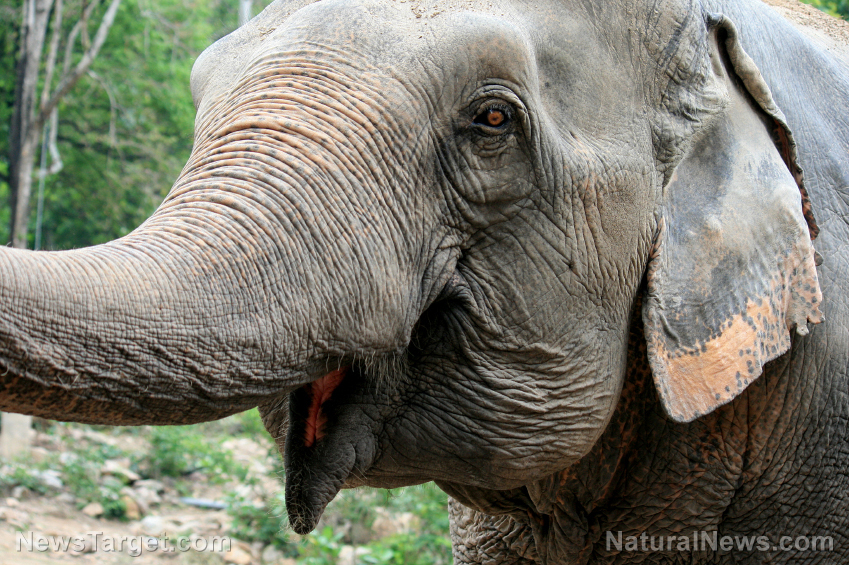Image: Nature fights back: Elephant tramples big game hunter to death