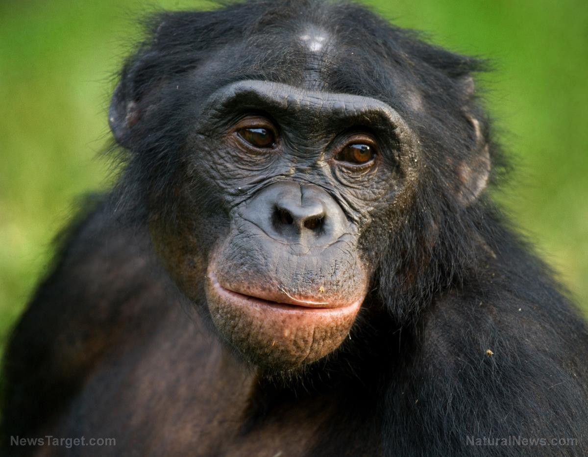 Image: Amazing apes: Great apes can “read minds” to help people out