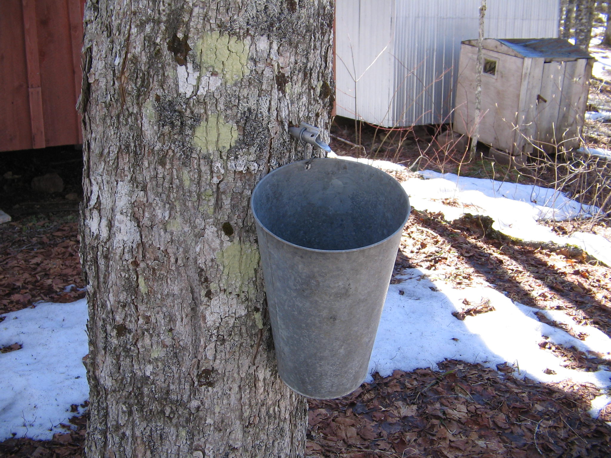Image: Tapping trees: How to get your own free syrup