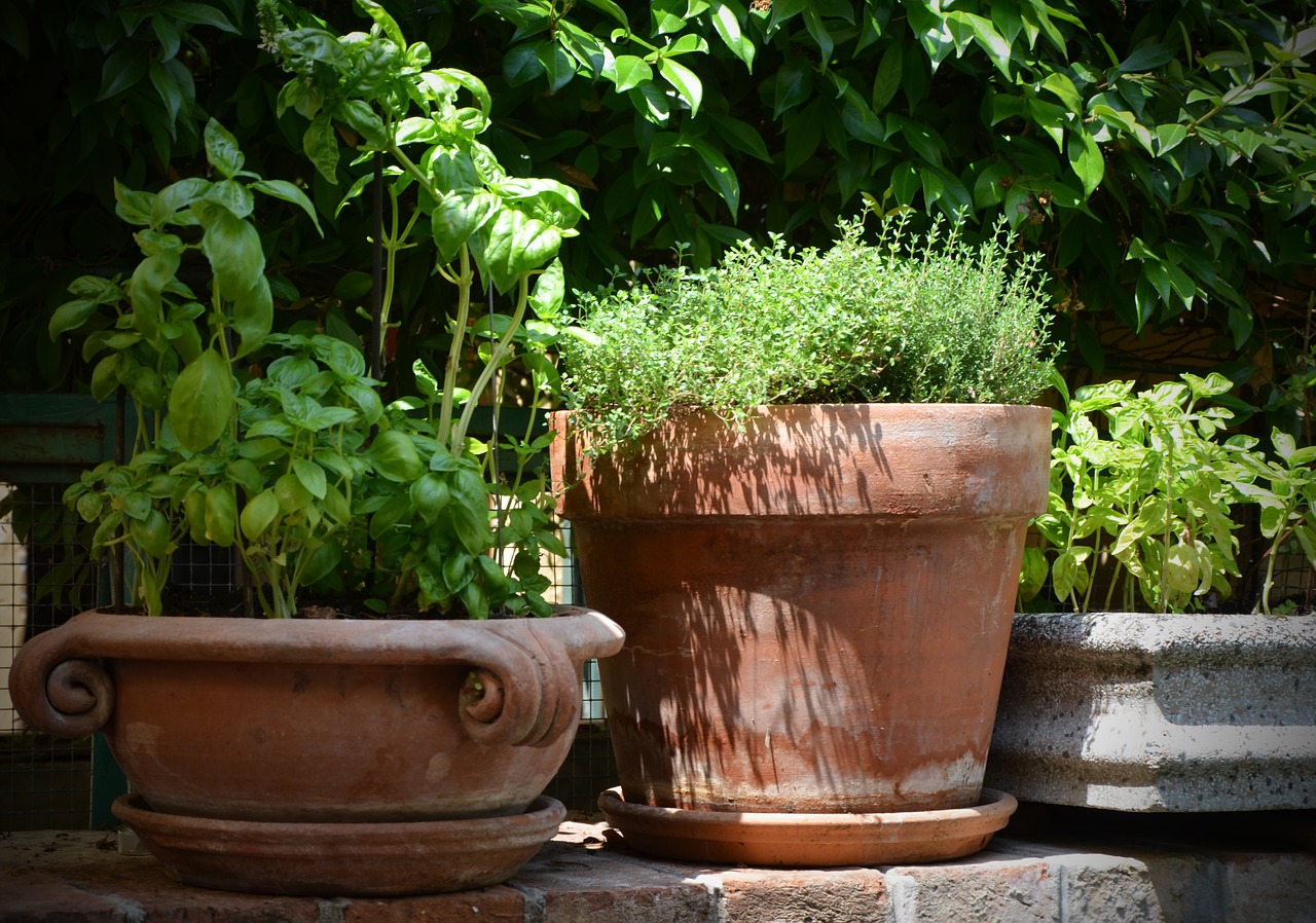Image: Make time for thyme: How to grow your own thyme
