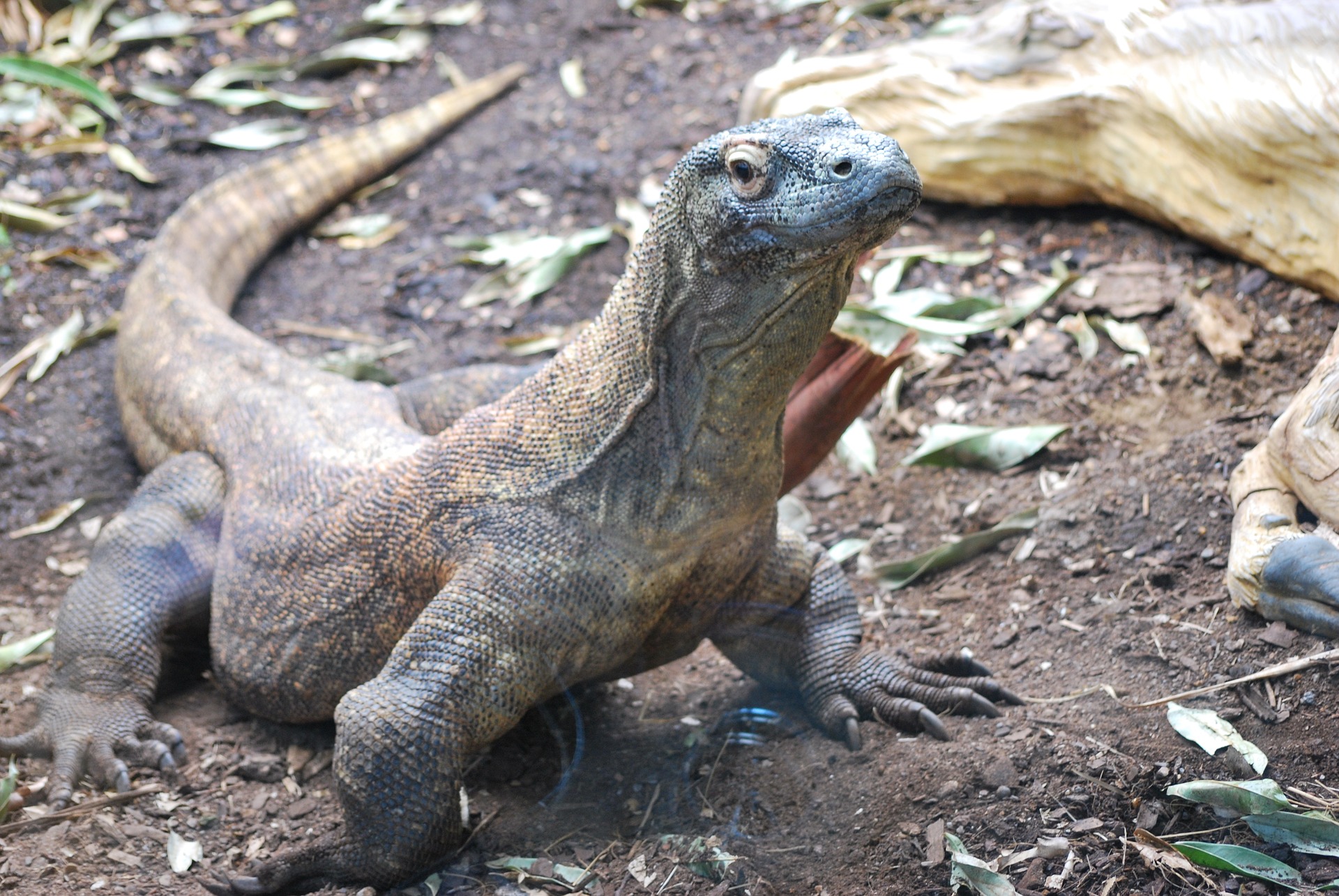 Image: Komodo Dragon blood contains powerful self-produced antibiotics, turning the reptile into a walking pharmacy