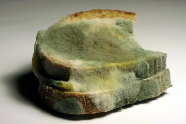 Image: Is it safe to cut the moldy parts off a loaf of bread and eat the rest?