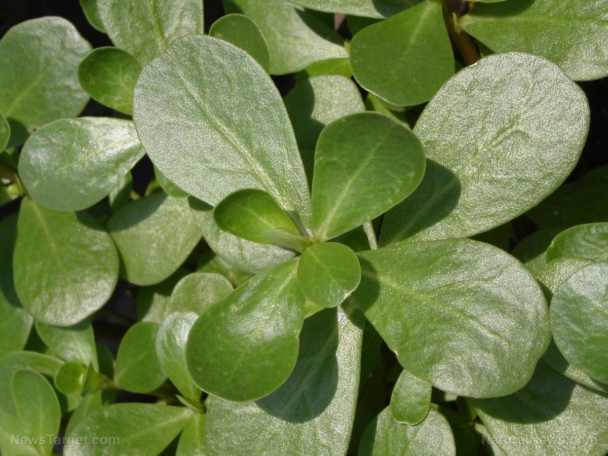 Image: The common purslane is a natural way to prevent diabetes
