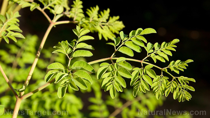 Image: Moringa oleifera lam. leaf powder can help HIV patients stay healthy during antiretroviral therapy