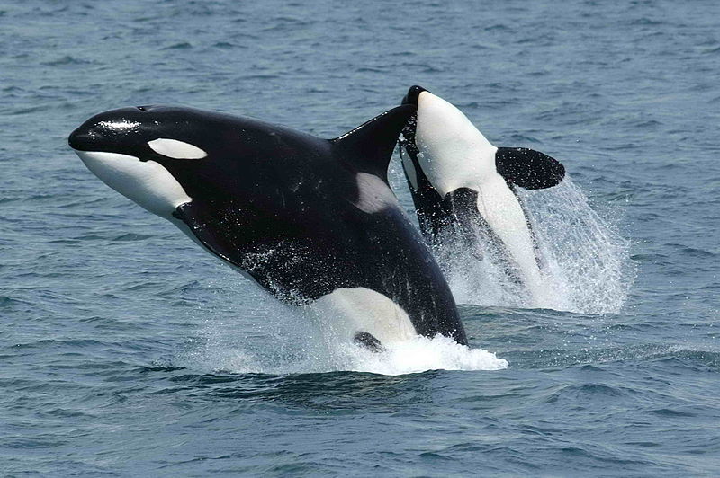 Image: Killer whales are now removing and eating SHARK LIVERS with astonishing surgical precision