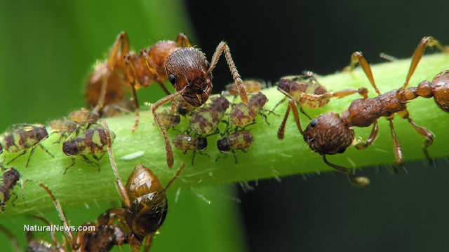 Image: Keep your home ant free with these 5 all-natural ant repellents