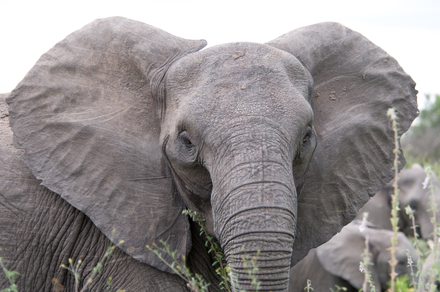 Image: TNT-sniffing elephants could soon be assisting landmine-location efforts in Angola